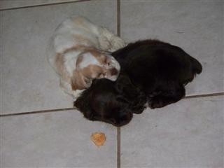 both sleeping